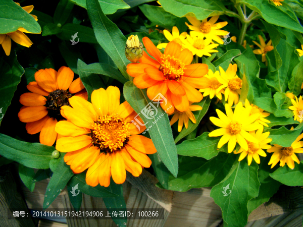 波斯菊,黃色