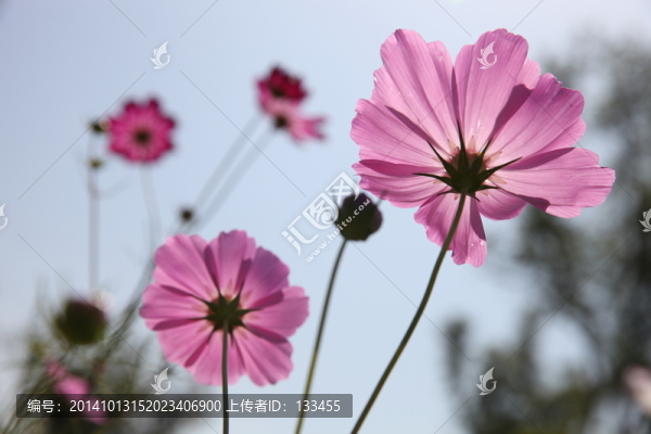 波斯菊
