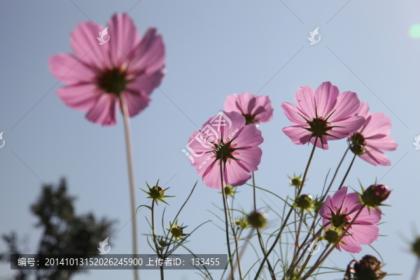 波斯菊