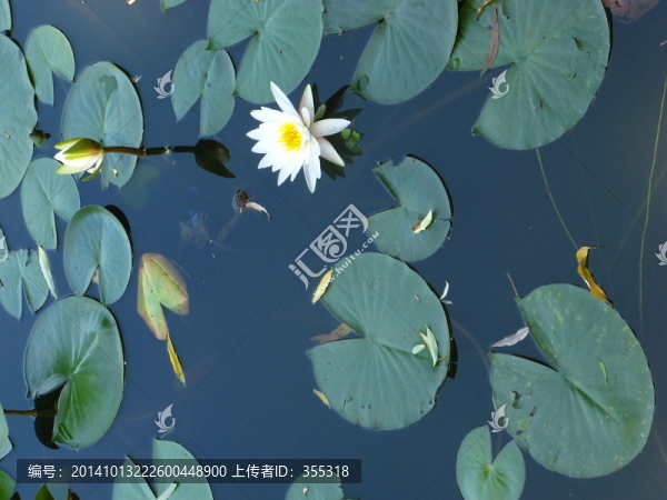 荷花,荷葉,荷塘,荷,池塘,睡