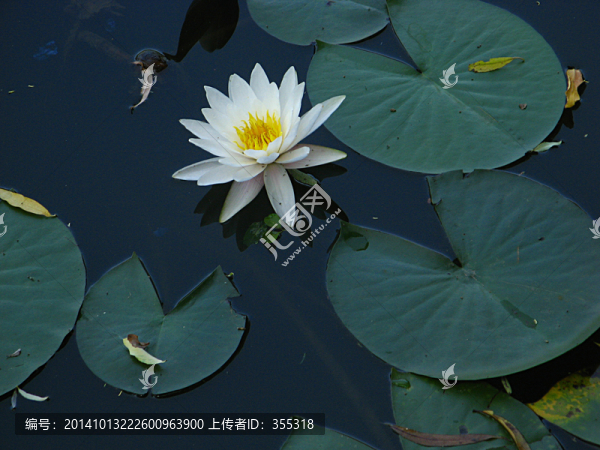 荷花,荷葉,荷塘,荷,池塘