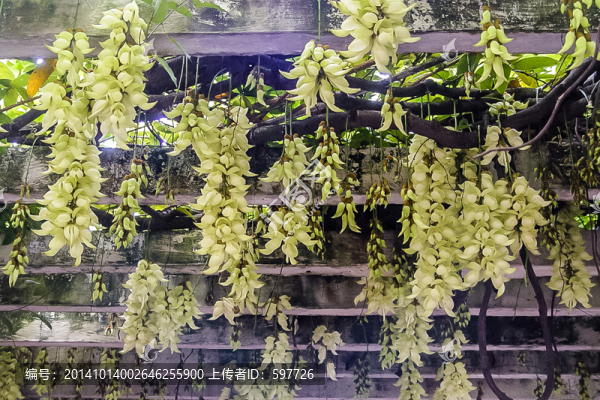 禾雀花花架