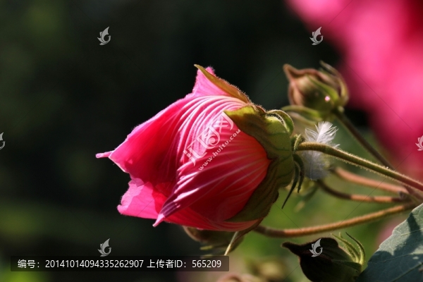 鮮花