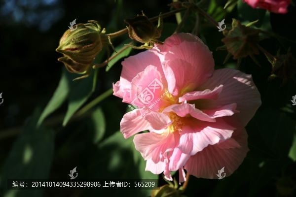 鮮花