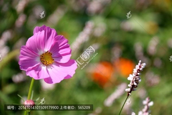 鮮花