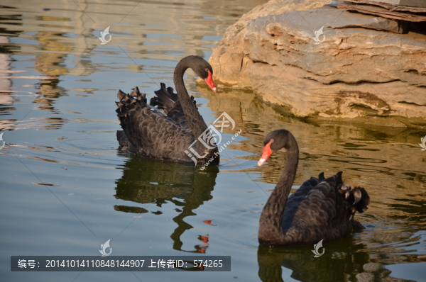 兩只游動(dòng)的黑天鵝