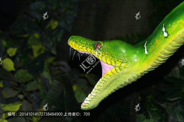 青蛇