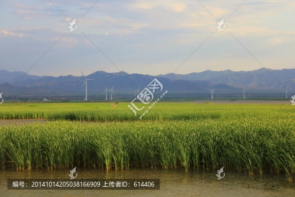 池塘,蘆葦