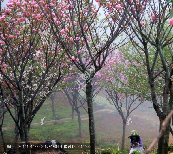 櫻花