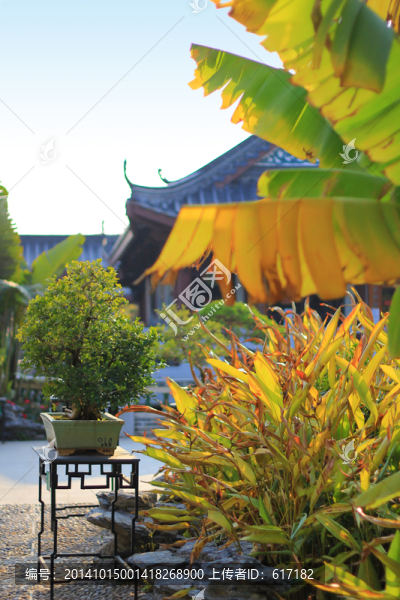 芭蕉葉,盆景