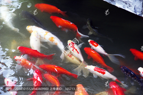 錦鯉