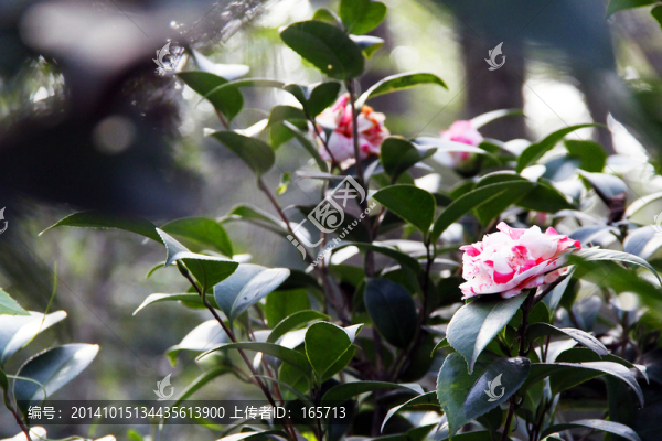 湯池,金孔雀,溫泉