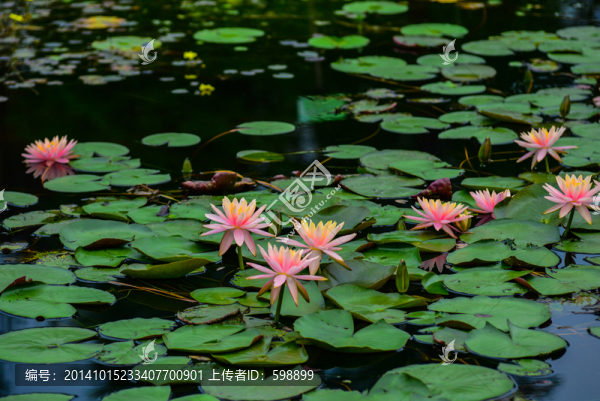 蓮花