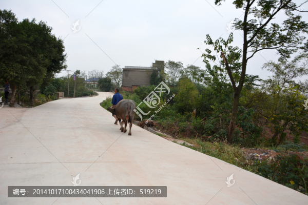 放牛的農(nóng)民