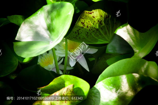 蓮花