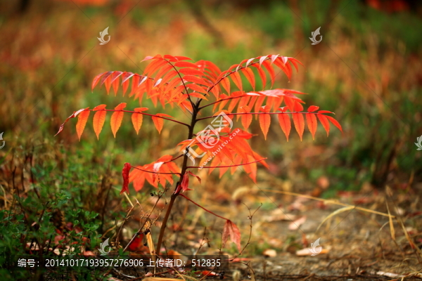 紅葉