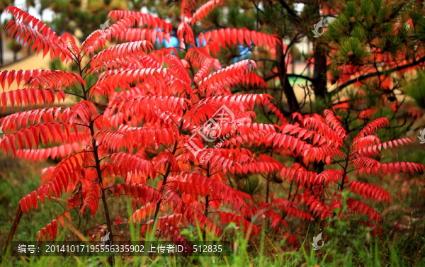 紅葉