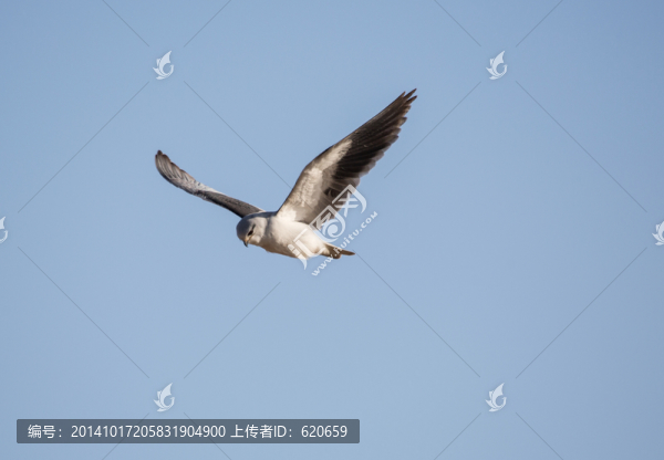 黑翅鳶