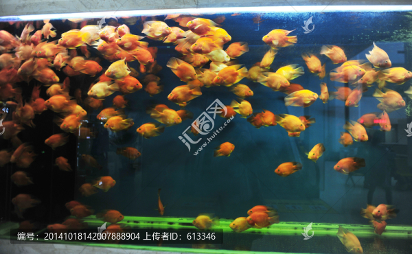 一群金魚