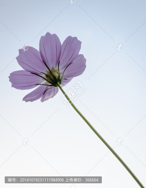 小花