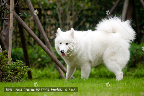 狗