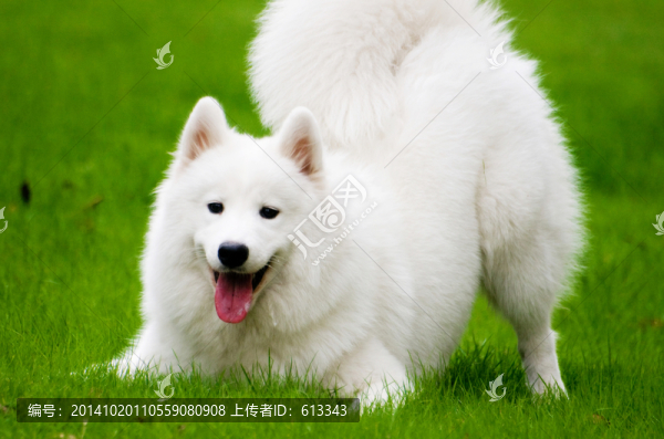 狗