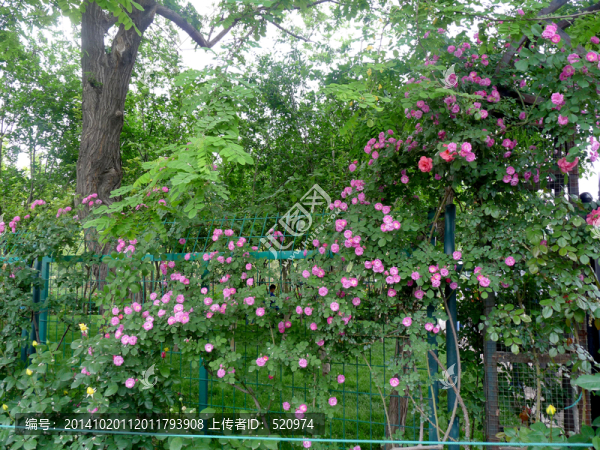 薔薇花
