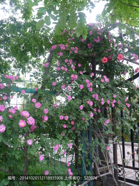 薔薇花
