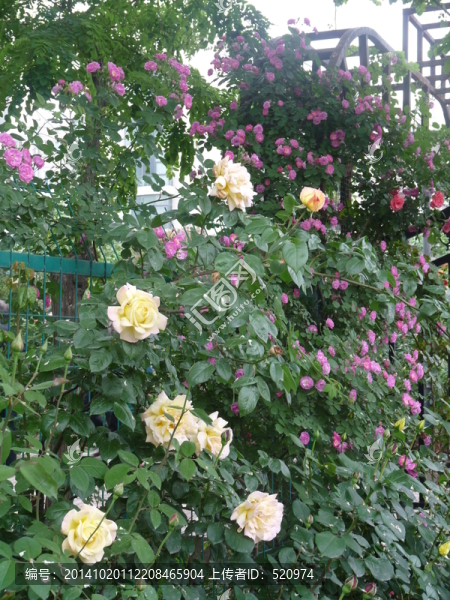 薔薇