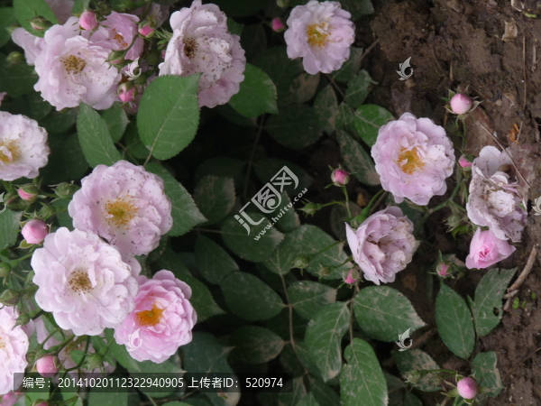 薔薇花