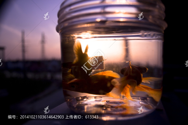 魚