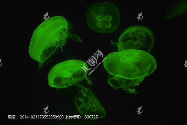 水母