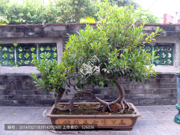 盆景榕樹
