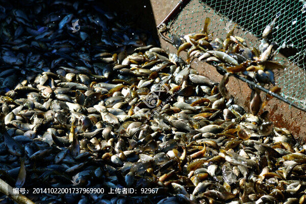 捕魚(yú)