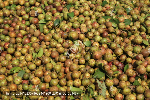 油茶,油茶籽,油茶果,植物,果