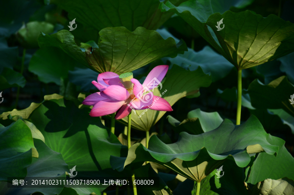 夏日荷花