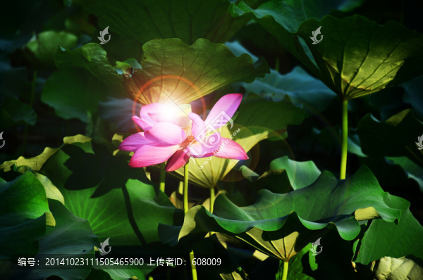 光暈荷花,荷花