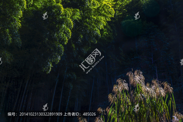 竹林