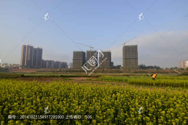 菜花,蔬菜,菜地,菜農(nóng),青菜