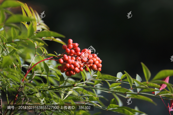 火棘果