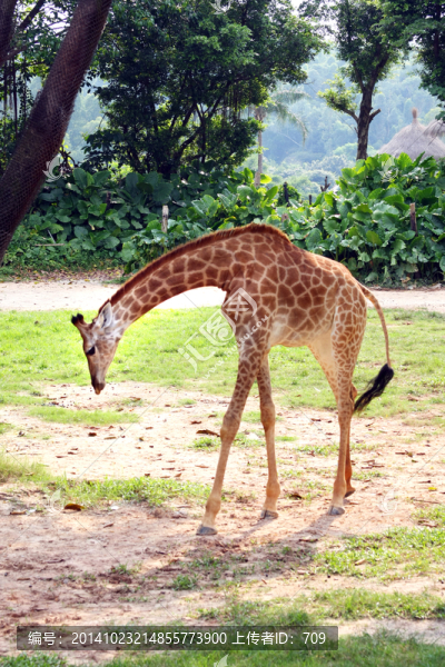 長(zhǎng)隆野生動(dòng)物園
