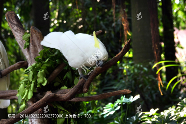 尋食鸚鵡