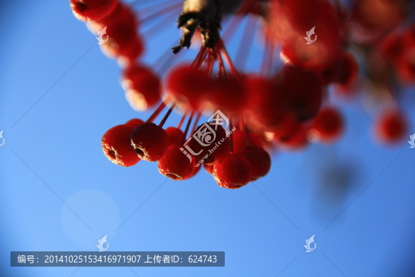 紅果
