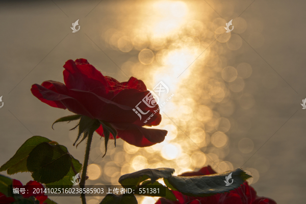 月季花