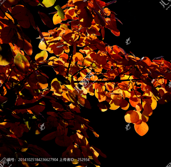 紅葉