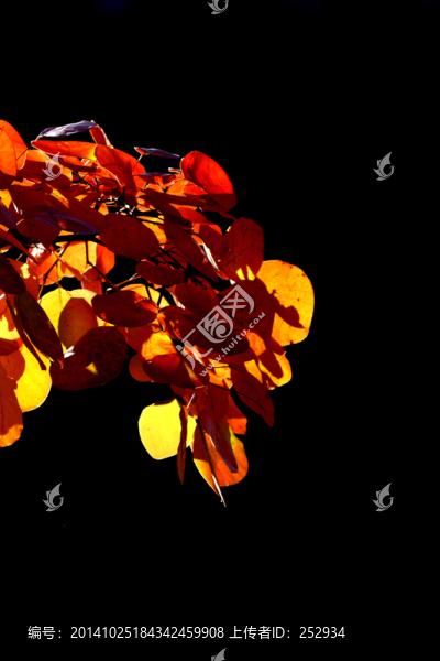 紅葉