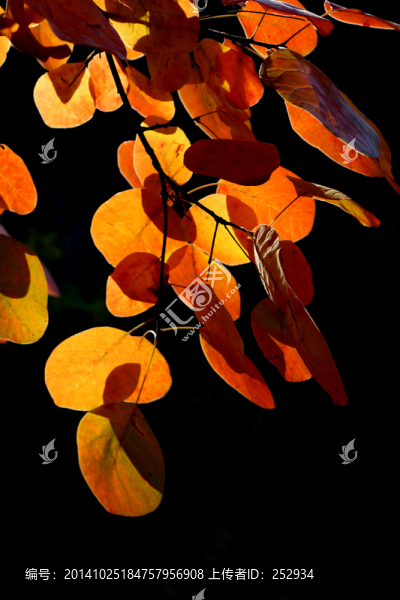 紅葉