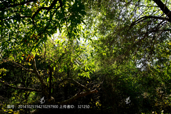 密林
