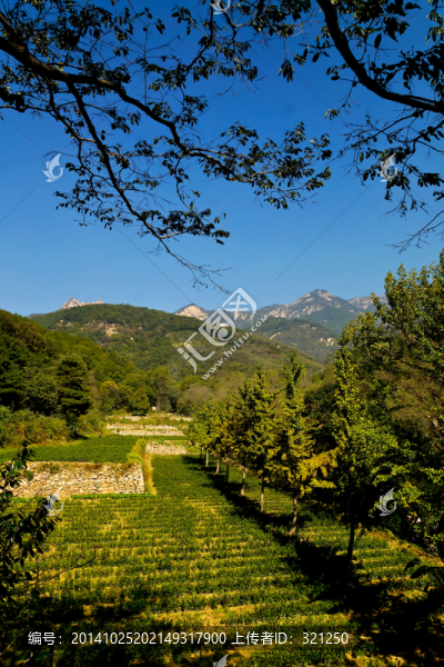 泰山茶園