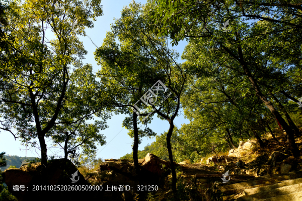 樹林,山林